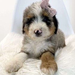 Gabby/Mini Bernedoodle									Puppy/Female	/10 Weeks,Meet Gabby! We are so happy to introduce this beautiful girl to you with her little round face and her perfect symmetrical tri markings. She has a very sparkling personality being very much a people person, but will also chill and relax those days you just wanna take it easy. We are looking for a sweet family who will care for her every day and provide a loving environment for her. Mommy is a 65 pound Bernese Mountain dog and daddy is a 14 pound miniature poodle so she is estimated to be around 35 pounds full grown. Both parents have been genetic Health tested and are 100% clear so you can rest assure on the thought of having a healthy companion. If you were interested in adopting, please feel free to inquire any time to call or text and we will help you out with any questions you might have. Thank you.