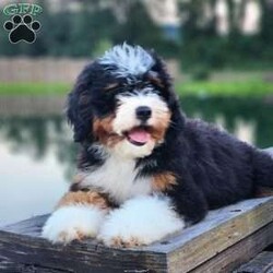 GT’S Joyful Jolly/Mini Bernedoodle									Puppy/Female	/14 Weeks,The smallest of her siblings…and oh so sweet…she melts in your arms…she’s lots of fun…yet also super chill…great with small children or elderly people as well… A personality you will never get tired of… Don’t miss the opportunity to meet this incredible girl… call or text for more info 