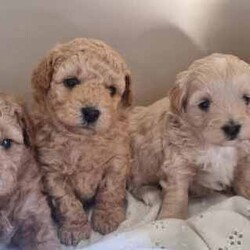Moodle puppies (Maltese X Toy Poodle) girls and boys/Other/Both/Younger Than Six Months,Call ******1018. REVEAL_DETAILS 11 week old boy toilet trained and using doggy doors ready. Younger litter 2 girls and 2 boys ready to go soon get cuter by the day.. 