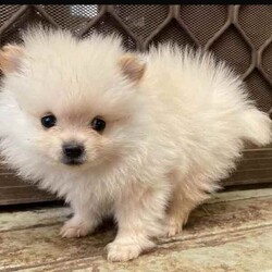Purebred Female Pomeranian Puppy For Sale/Pomeranian/Female/Younger Than Six Months,Purebred female purebred Pomeranian puppy ready for her forever home.Very playful and cheeky but sweet at the same time.She comes vaccinated, microchipped, wormed and vet checked. She is in perfect health.She is un desexedLooking for a beautiful loving home only.Chip number- 991001005425859Please no time wasters$1800