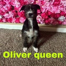 Adopt a dog:Oliver Queen/Terrier/Male/Baby,Please contact Sheryl with OAKDALE TINY PAWS RESCUE, text+1 (209) 606-3640 or email at tinypawsoakdale@gmail.com, Oliver Queen is being fostered in Modesto.


Oliver Queen (male) is kind of shy, but he really likes people. He’s a Terrier mix, around 4 months old and weighs 10 lbs. He will bark at dogs but understands not to push it with the small dogs, that will growl to let him know they're not okay with it. We are currently working on socializing him with other dogs of all sizes. Oliver Queen is very smart, likes to cuddle and sleep with you. He’s not much for playing with toys. He jumps a lot so no small children would be a better fit for him. He has potential and he’s eager to learn, so consistency, and behavior training is what this sweet boy needs.  He hasn’t had any accidents inside and is completely crate trained. Oliver Queen and his sister were dumped at an apartment complex in Turlock. We are currently accepting Pre-Adoption applications; his adoption will be finalized once he has been neutered.  If you are interested in meeting this sweet pup, please text or email Sheryl at the above contact information. 

PRE-SCREENING, APPLICATION, VET REFERENCES & FENCED YARD REQUIRED. SERIOUS INQUIRIES ONLY! YOU WILL GET THE BEST OUT OF YOUR NEW FURRY FAMILY MEMBER BY GIVING THEM LOVE AND TRAINING