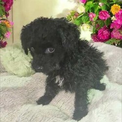 ADORABLE TRUE TINY TOY POODLE PUPPIES/Poodle (Toy)/Both/Younger Than Six Months,The adorable tiny Toy Poodle is such a loving loyal dog. They are the most intelligent out of all the dog breeds. These tiny babies are perfect for any dwelling and any person.Boy #1 is Teenie TinyThey have been well loved, wormed regularly since birth, vaccinated, microchipped and vet health checkedHealth guarantee providedAfterpay, Humm and Zip available