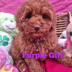 TEACUP Toy Cavoodles *Ready now* 95% toilet trained/Poodle (Toy)/Both/Younger Than Six Months,Cavoodles: Ready NOWHealthy & happy puppies