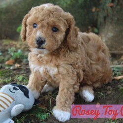 Rosey/Toy Poodle									Puppy/Female	/5 Weeks,Hey There, My name is Rosey! I am a very beautiful female ACA Toy Poodle puppy! I was born on June 19th, 2024. I am such a sweet and playful little girl! I am looking for my new family, could that be with you? If you choose me I will come home to you vet checked, up to date with vaccines & dewormer and microchipped. I also come with a 30 day health guarantee and AKC registration. My mom weighs 13 pounds and my dad weighs 10 pounds. If you think that I would make the perfect addition to your family, then please call or text to find out more information about me! I am located in Fresno, Ohio!