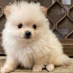 Purebred Female Pomeranian Puppy For Sale/Pomeranian/Female/Younger Than Six Months,Purebred female purebred Pomeranian puppy ready for her forever home.Very playful and cheeky but sweet at the same time.She comes vaccinated, microchipped, wormed and vet checked. She is in perfect health.She is un desexedLooking for a beautiful loving home only.Chip number- 991001005425859Please no time wasters$1800