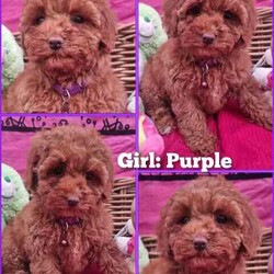 TEACUP Toy Cavoodles *Ready now* 95% toilet trained/Poodle (Toy)/Both/Younger Than Six Months,Cavoodles: Ready NOWHealthy & happy puppies