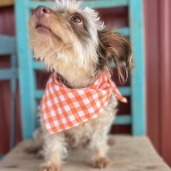 Adopt a dog:Lola/Schnauzer/Female/Adult,Lola is a gentle soul searching for a loving home. Found wandering the streets of Earth, Texas, with her puppy in tow, this sweet schnauzer/yorkie mix has endured hardship as a stray. Approximately three years old, 11 lbs., and in good health, Lola is now ready to embrace a new chapter. Shy at first, her true loving nature shines through with a little time and kind words. She is blossoming each day.  Lola is a quick learner and is mastering the art of leash walking and playtime fun! Imagine the joy of watching her blossom into a devoted companion inside your home. Lola yearns for a patient and understanding home where she can receive the love and care she deserves. Could you be the one to offer her the forever home she's longed for? Contact Saving Grace Rescue LBK if you would like to learn more about her.

****************************************************************************************************
For out-of-state adoptions:

Cat homes: If the dog has not lived in a foster home with cats, the home will not be considered since we can not safely say they are good with cats.

PFR ADOPTION FEE:
$500 (includes transport)

All directly adopted dogs come vaccinated, microchipped, spayed / neutered, if 6 months or older require a negative heartworm test, and up to date on flea & tick preventative and heartworm preventative if applicable. Your adoption allows us to continue our mission. Thank you for opting to adopt!

Project Freedom Ride Drop Off Locations:
Northwest Route: Salt Lake City, UT - Meridian, ID - Mt. Vernon, WA - Seattle, WA – Richland, WA – Oregon City, OR

Northeast Route: Kansas City, MO – Des Moines, IA - Springfield, IL – Indianapolis, IN - Minneapolis, MN – Stevens Point, WI – Madison, WI – Chicago, IL – Grand Rapids, MI – Lansing, MI – Cleveland, OH, Columbus, OH – Pembroke, NY - Syracuse, NY - Castleton on Hudson, NY - Newburgh, NY - Bedminster, NJ - Pittsburgh, PA – Philadelphia, PA – Halethorpe, MD - Springfield, VA - Richmond, VA