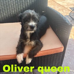 Adopt a dog:Oliver Queen/Terrier/Male/Baby,Please contact Sheryl with OAKDALE TINY PAWS RESCUE, text+1 (209) 606-3640 or email at tinypawsoakdale@gmail.com, Oliver Queen is being fostered in Modesto.


Oliver Queen (male) is kind of shy, but he really likes people. He’s a Terrier mix, around 4 months old and weighs 10 lbs. He will bark at dogs but understands not to push it with the small dogs, that will growl to let him know they're not okay with it. We are currently working on socializing him with other dogs of all sizes. Oliver Queen is very smart, likes to cuddle and sleep with you. He’s not much for playing with toys. He jumps a lot so no small children would be a better fit for him. He has potential and he’s eager to learn, so consistency, and behavior training is what this sweet boy needs.  He hasn’t had any accidents inside and is completely crate trained. Oliver Queen and his sister were dumped at an apartment complex in Turlock. We are currently accepting Pre-Adoption applications; his adoption will be finalized once he has been neutered.  If you are interested in meeting this sweet pup, please text or email Sheryl at the above contact information. 

PRE-SCREENING, APPLICATION, VET REFERENCES & FENCED YARD REQUIRED. SERIOUS INQUIRIES ONLY! YOU WILL GET THE BEST OUT OF YOUR NEW FURRY FAMILY MEMBER BY GIVING THEM LOVE AND TRAINING