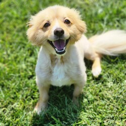 Adopt a dog:Sunny/Pomeranian/Male/Adult,Meet Sunny!

Sunny is an adorable 2 and a half year old, 13 pound, Pomeranian mix. This boy is the definition of sweet! Sunny enjoys runing around the yard and playing, just as much as he loves to cuddle up with his people. Sunny came to us from a overflowing shelter in rough shape. He was completely matted, and had multiple foxtails removed from his neck. Now that he is all healed up, he can't wait to find the home of his dreams. Sunny does have a beautiful long coat that will require regular grooming. He is crate trained and working on potty training. Sunny is good with other dogs, and older well mannered children. 

With a smile like that, he won't last long!