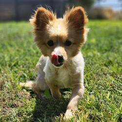 Adopt a dog:Sunny/Pomeranian/Male/Adult,Meet Sunny!

Sunny is an adorable 2 and a half year old, 13 pound, Pomeranian mix. This boy is the definition of sweet! Sunny enjoys runing around the yard and playing, just as much as he loves to cuddle up with his people. Sunny came to us from a overflowing shelter in rough shape. He was completely matted, and had multiple foxtails removed from his neck. Now that he is all healed up, he can't wait to find the home of his dreams. Sunny does have a beautiful long coat that will require regular grooming. He is crate trained and working on potty training. Sunny is good with other dogs, and older well mannered children. 

With a smile like that, he won't last long!