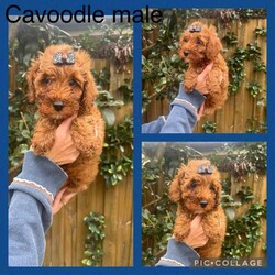 Cavoodle pups/Cavoodle/Both/Younger Than Six Months,We have 2 cavoodle puppies available.1 x male1x female$900 eachThe puppies are vaccinated, microchipped , wormed and vet checked. They are ready for their new family’s now .Both parents are also available for viewing we are located in Pitt town New South Wales