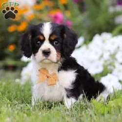 Asher/Cavalier King Charles Spaniel									Puppy/Male	/9 Weeks,Looking for a furry companion that melts your heart with every wag of their tail? Meet Asher. He is a AKC Cavalier who embodies charm, playfulness, and unconditional love. With his silky coat and expressive eyes, he’s just waiting for you to make him your cherished family member. Each puppy is raised with care, ensuring they’re well-socialized and ready to bring joy into your home. Whether you’re seeking a loyal lap dog or a lively playmate, our Cavalier puppies are perfect for families of all sizes.