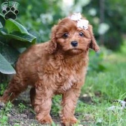 Tootsie/Cavapoo									Puppy/Female	/10 Weeks,Meet Tootsie, our adorable F1B Cavapoo with a heart as big as her sparkling eyes. Cavapoos are a delightful mix of Cavalier King Charles Spaniel and Poodle, bringing together the affectionate nature of the Cavalier with the intelligence and hypoallergenic coat of the Poodle. They’re known for being friendly, gentle, and great companions for families and individuals alike. With their playful personalities and adaptable nature, they often get along well with children and other pets.