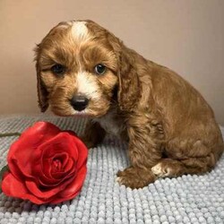 Adopt a dog:Cavoodle Puppies 1st Gen Cavalier King Charles Spaniel x Mini Poodle/Cavoodle/Both/Younger Than Six Months,We have red & white Cavoodle Puppies 1st generation, Mum is a purebred Blenheim Cavalier and Dad is a purebred red mini Poodle, both very nice natures, kind & gentle & well socialised. Both parents DNA tested.Puppies will be Vet checked, Vaccinated (first one), Microchipped & Wormed.Puppies will be ready for their new homes on 1st August when they will be 8 weeks old.Males $1500Enquires message, phone or text *******8912 or *******5160 REVEAL_DETAILS Interstate Enquires welcome.Visit our Facebook pagehttps://www.facebook.com/cavoodles.n.spoodles.qld?mibextid=LQQJ4dThe puppies are first generation/F1, out of Purebred parents. This is important because it optimises the health of the dog in terms of hybrid vigour. The first generation/F1 also increases the consistency of the litter & what can be expected of the nature & temperament of the puppies.In the first 8 weeks, the puppies are socialised with children, other adults, & other (fully vaccinated) dogs. Toilet training is commenced, enrichment activities are provided, & they are exposed to family life.Puppies will come with a puppy pack, including:2 kg bag of Advance puppy biscuitsScented toy & blanketHealth certificateDetailed instructions on caring for your puppyWe offer a 5 day health guarantee & cooling off period, & a 3 year genetic health guarantee.BIN0004394324715RPBA206
