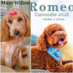 Cavoodle F2 puppies 2 Girls left DNA CLEAR READY TO GO NOW /Cavoodle/Female/Younger Than Six Months,We have a litter of 5 (1 Girl left) Beautiful F2 Cavoodle Puppies ready for their forever homes at 8 weeks old on the 8th of JulyDOB 13/5/24Our puppies are wormed from two weeks of age and will continue to be wormed every two weeks. Our puppies have had thier vaccinations and microchipping done and have passed their health check. You will receive a puppy passport book and we will also provide health certificates from our vet.Potty trainedDaily enrichment/socializationSleep routineCrate/puppy pen familiarPuppies will also come with a puppy pack which includes colar,lead,teddy with mum's scent and a bag of Blackhawk puppy dry puppy food as well as a Lyka whole food human grade nutrition starter pack of wet food option with a discount code for future ordersAlso an information booklet with all the basics to make caring for your puppy as easy as possible.Cavoodles are a great family dog and great for people who have allergies as they have a hypoallergenic coat. They also have a very loving nature they are social love to go for walks and are playful.Cavoodles are very intelligent and make for loyal companions.Cavoodles are great for family’s looking for a beautiful affectionate loving nature smaller dog with hypoallergenic non shedding coatsMum Willow is a F2b Cavoodle (8.1kg)DNA CLEARDad Romeo is F3 Cavoodle (5.8kg)DNA CLEARHIP & ELBOW SCOREDPERFECT TEETHDOUBLE FURNISHEDPhotos of parents aboveWe have 2 girls availableMiss Teal Willow