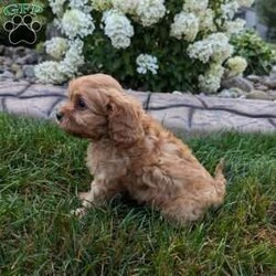 Harley/Cavapoo									Puppy/Male	/7 Weeks,Meet Harley our beautiful cavapoo puppy. Notice his thick wavy fur coat. He will be vet checked and microchipped. He is up to date on vaccinations and deworming. He comes with a 1 year genetic health guarantee. His mother Millie is a friendly cavalier. His father Max is a mini poodle. He comes with health and shot records. This little guy is very well socialized and loves romping around with our children. He is so irresistibly cute and cuddly you can’t help but give him lots of attention. We strive to raise happy healthy puppies for good loving homes. A small bag of food will be sent along to his new home so you can transition slowly to food of your choice. You are welcome to come to our home to pick him up or if you live at a distance we have a reliable trustworthy pet delivery service available. A $300 nonrefundable deposit is needed to reserve him. No Sunday sales.