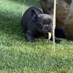 Ready now, stunning purebred French bulldogs /French Bulldog/Female/Younger Than Six Months,Stunning purebred French bulldogs available now 9weeks old Got a choice of 4 stunning frenchies to choose from.2girls - 1x blue colour 1x blue/white2boys - 1x blue colour 1x fawnAll 4 puppies have blue colour eyesAll puppy’s have been vaccinated/microchipped/vet health check. All puppy’s are super healthy have all paperwork. $2500 (ready now)Ayhan ******3525 REVEAL_DETAILS 
