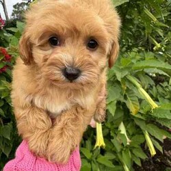 Gorgeous cavoodles need new home! /Cavoodle/Female/Younger Than Six Months,We have had a beautiful litter of toy cavoodlesmale & female - red, apricot & black availablethat need to find their forever homes as of next week. They are great around other dogs & children. Super affectionate & relaxed personalities.The cavoodle is a hybrid of a cavalier king charles spaniel and a poodle toyThe cavoodle is a lively and very affectionate companion. They enjoy being part of the family unit and love to participate in the activities of the day. Cavoodles have a very gentle nature and can make wonderful companions for children. They can adapt to living in a small home or apartment as long as they receive adequate daily exercise.Weight/Height Range5-12kg and 25- 38cm depending on the breed of the parents.Why buy a puppy with us? All our puppies at Sydneytoypoodles are extremely well looked after & LOVED all our puppies are- All our puppies are vaccinated with a full health vet check from an award winning vet- All our puppies are wormed & microchipped & come with registration forms & all other appropriate paperwork- Puppy care package- DNA profiled parents ensuring there is no hereditary health problems- Toilet trained- We provide you with 2 years on going support, if you ever need us we’re one phone call away!AAPDB- 17090Microchip no - 900012456347701Please keep in mind -If a Poodle puppy price sounds too good to be true, their welfare is likely to have been compromised at some point to make that possible!Also bear in mind that even though a puppy seems expensive, the upfront cost is just a tiny fraction of how much you’ll have to pay to keep them over their lifetime.For serious enquires or to organise for a FaceTime or meetup, please call or messageotherwise please free to visit our website to keep up to date with future litters