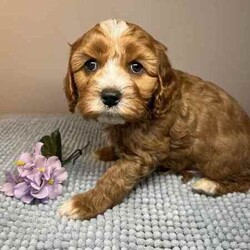 Adopt a dog:Cavoodle Puppies 1st Gen Cavalier King Charles Spaniel x Mini Poodle/Cavoodle/Both/Younger Than Six Months,We have red & white Cavoodle Puppies 1st generation, Mum is a purebred Blenheim Cavalier and Dad is a purebred red mini Poodle, both very nice natures, kind & gentle & well socialised. Both parents DNA tested.Puppies will be Vet checked, Vaccinated (first one), Microchipped & Wormed.Puppies will be ready for their new homes on 1st August when they will be 8 weeks old.Males $1500Enquires message, phone or text *******8912 or *******5160 REVEAL_DETAILS Interstate Enquires welcome.Visit our Facebook pagehttps://www.facebook.com/cavoodles.n.spoodles.qld?mibextid=LQQJ4dThe puppies are first generation/F1, out of Purebred parents. This is important because it optimises the health of the dog in terms of hybrid vigour. The first generation/F1 also increases the consistency of the litter & what can be expected of the nature & temperament of the puppies.In the first 8 weeks, the puppies are socialised with children, other adults, & other (fully vaccinated) dogs. Toilet training is commenced, enrichment activities are provided, & they are exposed to family life.Puppies will come with a puppy pack, including:2 kg bag of Advance puppy biscuitsScented toy & blanketHealth certificateDetailed instructions on caring for your puppyWe offer a 5 day health guarantee & cooling off period, & a 3 year genetic health guarantee.BIN0004394324715RPBA206
