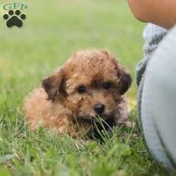 Nico/Miniature Poodle									Puppy/Male	/11 Weeks,Meet Nico the cutest Mini Poodle puppy who embodies the perfect blend of sweetness and spunk. With a fluffy, wavy coat he is an absolute joy to snuggle his round expressive eyes twinkle with curiosity and intelligence, revealing a playful spirit that’s ready for any adventure. He has been given the utmost care and attention since day one his perky ears stand at attention capturing every sound in his surroundings with keen interest. Poodles are highly intelligent dogs and are ranked among the most intelligent breeds. They are quick learners and excel in obedience training and various canine sports. Momma to this sweet baby is a Mini Poodle named Molly weighing 12lbs. She is the best momma to her little ones!! Dad is named Travis, he is a Mini Poodle weighing 10lbs. Each pup has been given the utmost care, including the first veterinary check, microchipped, are current on vaccinations and dewormer and come with our 30 day health guarantee. Whether you’re seeking a playful partner for outdoor activities or a cuddly companion for cozy evenings, this puppy is sure to bring warmth and joy to your home. If you would like to schedule a visit with our baby or have any more questions, please give me a call or text Thanks! Lori Barkman 