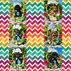Cavoodle puppies toy & mini size/Cavoodle/Both/Younger Than Six Months,We have 3 litters of puppies all close in age.All have been vet checked, microchipped & vaccinated. They come with a health guarantee, 6 weeks free health insurance and a puppy pack with your essentials.I’m a registered and experienced breeder through MDBA & registered through council. I take pride in raising puppies to be healthy, and good looking with a great temperament and take the time to train them and give them the best start in life so you get the perfect dog. Puppies get house training plus plenty of outdoor play as well to help their development and give them a happy and enriched life. They are raised in our family home with lots of love and stimulation and early training. They are raised amongst our other dogs, small and large, and our 2 cats. All parents have been health tested by the vet and had DNA tests as we only breed the healthiest, perfect dogs. You may view their test results in person.First litter is Mia & Kodi’s. Mia is a first generation toy cavoodle and Kodi is a pure breed mini poodle. This makes these pups F1B.If you don’t want a tiny dog , but love cavoodles, these will be perfect for you. They will be a bit bigger in size but still small dog size. 4 boys & 2 girls in this litter.Second litter is Chloe & Finn’s. Chloe is a Blenheim King Charles Cavalier and Finn is a tiny toy poodle. This makes them F1 cavoodles.This is their 4th and final litter and we have plenty of pictures of their previous litters pups and how they now look as adults. We have 4 girls and 2 boys.Third litter is Koda & Elvis’s. Both are F1 cavoodles, making their pups F2. Koda is Chloe & Finn’s daughter from an earlier litter. 2 girls, 2 boys.Note that some pups are already sold. Enquire by message here or text or Join our Facebook page for plenty more pictures and information; Glorbear’s Glorious Theodore’s (Cavoodles) .You’re welcome to view pups by appointment at our home in Burpengary or if you’re too far away, by video chat. Make an appointment now to come this weekend. The first 2 litters are now ready to go.We can organise transport to other cities or states at buyers cost if needed.Serious enquiries only please.