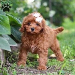 Tootsie/Cavapoo									Puppy/Female	/10 Weeks,Meet Tootsie, our adorable F1B Cavapoo with a heart as big as her sparkling eyes. Cavapoos are a delightful mix of Cavalier King Charles Spaniel and Poodle, bringing together the affectionate nature of the Cavalier with the intelligence and hypoallergenic coat of the Poodle. They’re known for being friendly, gentle, and great companions for families and individuals alike. With their playful personalities and adaptable nature, they often get along well with children and other pets.