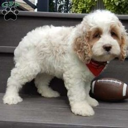 Ricco/Cockapoo									Puppy/Male	/9 Weeks,Prepare to fall in love!!! My name is Ricco and I’m the sweetest little F1 cockapoo looking for my furever home! One look into my warm, loving eyes and at my silky soft coat and I’ll be sure to have captured your heart already! I’m very happy, playful and very kid friendly and I would love to fill your home with all my puppy love!! I am full of personality, and ready for adventures! I stand out above the rest with my beautiful apricot and white coat!!… I will come to you vet checked, microchipped and up to date on all vaccinations and dewormings . I come with a 1-year guarantee with the option of extending it to a 3-year guarantee and shipping is available! My mother is Tia, our sweet 19# AKC cockaer spaniel with a heart of gold and my father is Atlas, a 16# AKC red mini poodle ! Both of the parents are on the premises and available to meet and they are both genetically tested!! Why wait when you know I’m the one for you? Call or text Martha to make me the newest addition to your family and get ready to spend a lifetime of tail wagging fun with me! (7% sales tax on in home pickups)