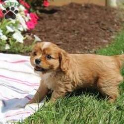 Ruby/Cavalier King Charles Spaniel									Puppy/Female	/8 Weeks,Hey There, My name is Ruby! I am a very beautiful female AKC King Charles Cavalier puppy. I was born on May 31st, 2024. I am such a sweet girl! I am looking for my new family, could that be with you? If you choose me I will come home to you microchipped, AKC Registered and I will also come with a 1 year Health Guarantee. If you think that I would make the perfect addition to your family, then please call or text to find out more information about me!