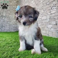 McCORD/Mini Aussiedoodle									Puppy/Male	/7 Weeks,LOOK AT ME!A healthy happy friendly fluffy little puppy. Family raised in the rolling hills of Holmes County where we play outside every day. Come meet me or I can be transported to your front door for a small additional fee. Text or call for more information. 