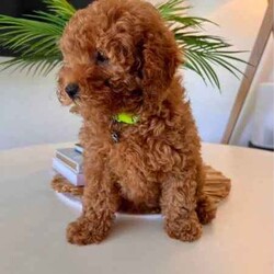 Cavoodle F2 puppies 2 Girls left DNA CLEAR READY TO GO NOW /Cavoodle/Female/Younger Than Six Months,We have a litter of 5 (1 Girl left) Beautiful F2 Cavoodle Puppies ready for their forever homes at 8 weeks old on the 8th of JulyDOB 13/5/24Our puppies are wormed from two weeks of age and will continue to be wormed every two weeks. Our puppies have had thier vaccinations and microchipping done and have passed their health check. You will receive a puppy passport book and we will also provide health certificates from our vet.Potty trainedDaily enrichment/socializationSleep routineCrate/puppy pen familiarPuppies will also come with a puppy pack which includes colar,lead,teddy with mum's scent and a bag of Blackhawk puppy dry puppy food as well as a Lyka whole food human grade nutrition starter pack of wet food option with a discount code for future ordersAlso an information booklet with all the basics to make caring for your puppy as easy as possible.Cavoodles are a great family dog and great for people who have allergies as they have a hypoallergenic coat. They also have a very loving nature they are social love to go for walks and are playful.Cavoodles are very intelligent and make for loyal companions.Cavoodles are great for family’s looking for a beautiful affectionate loving nature smaller dog with hypoallergenic non shedding coatsMum Willow is a F2b Cavoodle (8.1kg)DNA CLEARDad Romeo is F3 Cavoodle (5.8kg)DNA CLEARHIP & ELBOW SCOREDPERFECT TEETHDOUBLE FURNISHEDPhotos of parents aboveWe have 2 girls availableMiss Teal Willow