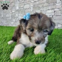 McCORD/Mini Aussiedoodle									Puppy/Male	/7 Weeks,LOOK AT ME!A healthy happy friendly fluffy little puppy. Family raised in the rolling hills of Holmes County where we play outside every day. Come meet me or I can be transported to your front door for a small additional fee. Text or call for more information. 