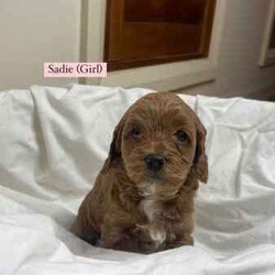 Toy Cavoodle puppies 5 available/Cavoodle/Female/Younger Than Six Months,