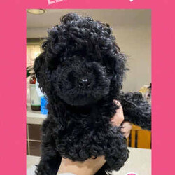 Tiny F1b Toy Cavoodles DNA clear avail 27/7/Poodle (Toy)/Both/Younger Than Six Months,Our teeny tiny F1b Toy Cavoodles are ready for their furever homes.Our beautiful babies are raised and loved on within our home.Nelly (mum) is our gorgeous 1st generation Cavoodle furbaby - Milo (dad) is a stud chocolate toy poodle.Puppies are well socialised and are used to children and other animals.They are 8 weeks old (27/7) - we encourage visits (FaceTime ect if not local)Puppy’s have been vet checked, chipped and their first vax.Puppies are DNA clear.Boy $1500 (SOLD)Pink girl $2000 (SOLD)Green girl $2000 (SOLD)Purple girl $2000Chocolate girl $3000 (SOLD)Happy to answer any questions via email or mobile phone.We are located in Tamworth NSW.