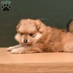 Pixie/Pomeranian									Puppy/Female	/5 Weeks,To contact the breeder about this puppy, click on the “View Breeder Info” tab above.