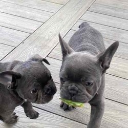 Ready now, stunning purebred French bulldogs /French Bulldog/Female/Younger Than Six Months,Stunning purebred French bulldogs available now 9weeks old Got a choice of 4 stunning frenchies to choose from.2girls - 1x blue colour 1x blue/white2boys - 1x blue colour 1x fawnAll 4 puppies have blue colour eyesAll puppy’s have been vaccinated/microchipped/vet health check. All puppy’s are super healthy have all paperwork. $2500 (ready now)Ayhan ******3525 REVEAL_DETAILS 