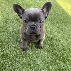 Ready now, stunning purebred French bulldogs /French Bulldog/Female/Younger Than Six Months,Stunning purebred French bulldogs available now 9weeks old Got a choice of 4 stunning frenchies to choose from.2girls - 1x blue colour 1x blue/white2boys - 1x blue colour 1x fawnAll 4 puppies have blue colour eyesAll puppy’s have been vaccinated/microchipped/vet health check. All puppy’s are super healthy have all paperwork. $2500 (ready now)Ayhan ******3525 REVEAL_DETAILS 