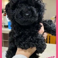Tiny F1b Toy Cavoodles DNA clear avail 27/7/Poodle (Toy)/Both/Younger Than Six Months,Our teeny tiny F1b Toy Cavoodles are ready for their furever homes.Our beautiful babies are raised and loved on within our home.Nelly (mum) is our gorgeous 1st generation Cavoodle furbaby - Milo (dad) is a stud chocolate toy poodle.Puppies are well socialised and are used to children and other animals.They are 8 weeks old (27/7) - we encourage visits (FaceTime ect if not local)Puppy’s have been vet checked, chipped and their first vax.Puppies are DNA clear.Boy $1500 (SOLD)Pink girl $2000 (SOLD)Green girl $2000 (SOLD)Purple girl $2000Chocolate girl $3000 (SOLD)Happy to answer any questions via email or mobile phone.We are located in Tamworth NSW.