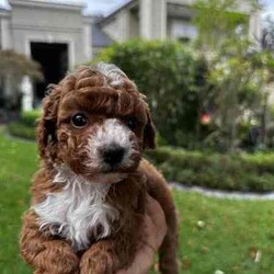 Gorgeous cavoodles need new home! /Cavoodle/Female/Younger Than Six Months,We have had a beautiful litter of toy cavoodlesmale & female - red, apricot & black availablethat need to find their forever homes as of next week. They are great around other dogs & children. Super affectionate & relaxed personalities.The cavoodle is a hybrid of a cavalier king charles spaniel and a poodle toyThe cavoodle is a lively and very affectionate companion. They enjoy being part of the family unit and love to participate in the activities of the day. Cavoodles have a very gentle nature and can make wonderful companions for children. They can adapt to living in a small home or apartment as long as they receive adequate daily exercise.Weight/Height Range5-12kg and 25- 38cm depending on the breed of the parents.Why buy a puppy with us? All our puppies at Sydneytoypoodles are extremely well looked after & LOVED all our puppies are- All our puppies are vaccinated with a full health vet check from an award winning vet- All our puppies are wormed & microchipped & come with registration forms & all other appropriate paperwork- Puppy care package- DNA profiled parents ensuring there is no hereditary health problems- Toilet trained- We provide you with 2 years on going support, if you ever need us we’re one phone call away!AAPDB- 17090Microchip no - 900012456347701Please keep in mind -If a Poodle puppy price sounds too good to be true, their welfare is likely to have been compromised at some point to make that possible!Also bear in mind that even though a puppy seems expensive, the upfront cost is just a tiny fraction of how much you’ll have to pay to keep them over their lifetime.For serious enquires or to organise for a FaceTime or meetup, please call or messageotherwise please free to visit our website to keep up to date with future litters