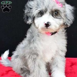 Reba F1B/Mini Sheepadoodle									Puppy/Female	/10 Weeks,Reba will melt your heart with her cuteness and sweet loving temperament!! They are very well socialized and great with kids. If you are looking for a best friend or a perfect addition to your family we would love to hear from you. Shipping is available. They are Micro Chipped. They are vet checked and up-to-date on shots and deworming. Contact us today if you would like to give this sweetheart a home filled with lots of hugs and cuddles. Payment methods include Credit card or Venmo or Cash. All deposits are NON REFUNDABLE!! The puppy comes with a Year Genetic Health Guarantee and shot records and a baggie of feed. We will Send a Scented Blankie along with the Puppy that way you’re Puppy will be more Comfortable.