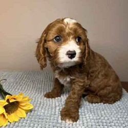 Adopt a dog:Cavoodle Puppies 1st Gen Cavalier King Charles Spaniel x Mini Poodle/Cavoodle/Both/Younger Than Six Months,We have red & white Cavoodle Puppies 1st generation, Mum is a purebred Blenheim Cavalier and Dad is a purebred red mini Poodle, both very nice natures, kind & gentle & well socialised. Both parents DNA tested.Puppies will be Vet checked, Vaccinated (first one), Microchipped & Wormed.Puppies will be ready for their new homes on 1st August when they will be 8 weeks old.Males $1500Enquires message, phone or text *******8912 or *******5160 REVEAL_DETAILS Interstate Enquires welcome.Visit our Facebook pagehttps://www.facebook.com/cavoodles.n.spoodles.qld?mibextid=LQQJ4dThe puppies are first generation/F1, out of Purebred parents. This is important because it optimises the health of the dog in terms of hybrid vigour. The first generation/F1 also increases the consistency of the litter & what can be expected of the nature & temperament of the puppies.In the first 8 weeks, the puppies are socialised with children, other adults, & other (fully vaccinated) dogs. Toilet training is commenced, enrichment activities are provided, & they are exposed to family life.Puppies will come with a puppy pack, including:2 kg bag of Advance puppy biscuitsScented toy & blanketHealth certificateDetailed instructions on caring for your puppyWe offer a 5 day health guarantee & cooling off period, & a 3 year genetic health guarantee.BIN0004394324715RPBA206