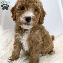 Teddy/Mini Goldendoodle									Puppy/Male	/9 Weeks,Meet Teddy! So precious and so cute and loved and taken well care of daily by us and our three little children and we are looking for a sweet family who will do this as well and provide for him a loving environment. He has a very sweet and chill personality, but will also love to run and play with you. We are excited to mention that both parents have been genetic health tested and are clear so you can rest assure on the thought of having a healthy companion. Mommy is a 28 pound goldendoodle F1. Daddy is a 15 pound miniature poodle. If you are interested in adopting, please feel free to inquire at any time and ask any questions you might have. Thank you.