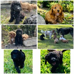 Cavoodle puppies toy & mini size/Cavoodle/Both/Younger Than Six Months,We have 3 litters of puppies all close in age.All have been vet checked, microchipped & vaccinated. They come with a health guarantee, 6 weeks free health insurance and a puppy pack with your essentials.I’m a registered and experienced breeder through MDBA & registered through council. I take pride in raising puppies to be healthy, and good looking with a great temperament and take the time to train them and give them the best start in life so you get the perfect dog. Puppies get house training plus plenty of outdoor play as well to help their development and give them a happy and enriched life. They are raised in our family home with lots of love and stimulation and early training. They are raised amongst our other dogs, small and large, and our 2 cats. All parents have been health tested by the vet and had DNA tests as we only breed the healthiest, perfect dogs. You may view their test results in person.First litter is Mia & Kodi’s. Mia is a first generation toy cavoodle and Kodi is a pure breed mini poodle. This makes these pups F1B.If you don’t want a tiny dog , but love cavoodles, these will be perfect for you. They will be a bit bigger in size but still small dog size. 4 boys & 2 girls in this litter.Second litter is Chloe & Finn’s. Chloe is a Blenheim King Charles Cavalier and Finn is a tiny toy poodle. This makes them F1 cavoodles.This is their 4th and final litter and we have plenty of pictures of their previous litters pups and how they now look as adults. We have 4 girls and 2 boys.Third litter is Koda & Elvis’s. Both are F1 cavoodles, making their pups F2. Koda is Chloe & Finn’s daughter from an earlier litter. 2 girls, 2 boys.Note that some pups are already sold. Enquire by message here or text or Join our Facebook page for plenty more pictures and information; Glorbear’s Glorious Theodore’s (Cavoodles) .You’re welcome to view pups by appointment at our home in Burpengary or if you’re too far away, by video chat. Make an appointment now to come this weekend. The first 2 litters are now ready to go.We can organise transport to other cities or states at buyers cost if needed.Serious enquiries only please.