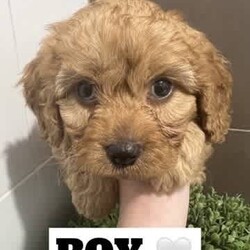 Cavoodle x Spoodle puppies/Cavoodle/Female/Younger Than Six Months,We have 5 STUNNING Cavoodle x Spoodle puppies looking for their forever homes.Mum is a cavoodle, dad a Spoodle - DNA TestedReady to go on the 31st JulyPlease message ******3699 REVEAL_DETAILS Negotiable on priceBoth breeds are very gentle, loving and affectionate pets.they love a walk, LOVE the beach but also enjoy being home and chilling with you. Great with kids!1 girl SOLD4 boysBeautiful hypoallergenic coats, they will comevet checkedhealth check certificatemicrochippedvaccinated and a generous puppy packMicrochipping details will be uploaded when olden enough to have them done.Toilet training has begun and so far great success..