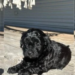 Multi-poo X poodle puppies/Poodle (Toy)/Male/Younger Than Six Months,Have two beautiful boys left $1200Mother is a toy poodle cross Maltese father is a toy poodleSeven weeks oldHave had vaccinations microchip and worming ready to find their new homes.So very cute these dogs are perfect for the house as they do not shed 