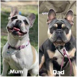 French Bulldog Puppy/French Bulldog/Male/Younger Than Six Months,Ready for new family 22.08.2024Raised with small, big children and other dogs.