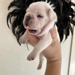 French Bulldog Puppy/French Bulldog/Male/Younger Than Six Months,Ready for new family 22.08.2024Raised with small, big children and other dogs.