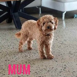 Toy Cavoodle Puppies Available/Cavoodle/Female/Younger Than Six Months,We are proud to announce our beautiful litter of Ruby Red & Apricot Toy Cavoodle Puppies