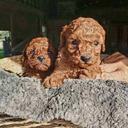 Toy Cavoodle Puppies Available/Cavoodle/Female/Younger Than Six Months,We are proud to announce our beautiful litter of Ruby Red & Apricot Toy Cavoodle Puppies