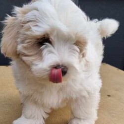 Moodle puppies (Maltese X Toy Poodle) girls and boys/Other/Both/Younger Than Six Months,Call ******1018. REVEAL_DETAILS 11 week old boy toilet trained and using doggy doors ready. Younger litter 2 girls and 2 boys ready to go soon get cuter by the day.. 