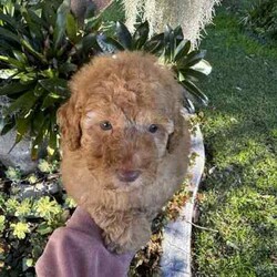 Beautiful toy poodles need new home/Poodle (Toy)/Male/Younger Than Six Months,Breeder Identification number: 17090 with AAPDBPoodles are a hypoallergenic dog they are lively & affectionate, they make wonderful companion dogs, they are extremely intelligent & eager to please dog, thus easy to train.Why buy a puppy with us? All our puppies at Sydneytoypoodles are extremely well looked after & LOVED all our puppies are- All our puppies are vaccinated with a full health vet check from an award winning vet- All our puppies are wormed & microchipped & come with registration forms & all other appropriate paperwork- Puppy care package- DNA profiled parents ensuring there is no hereditary health problems- Toilet trained- We provide you with 2 years on going support, if you ever need us we’re one phone call away!Please keep in mind -If a Poodle puppy price sounds too good to be true, their welfare is likely to have been compromised at some point to make that possible!Also bear in mind that even though a puppy seems expensive, the upfront cost is just a tiny fraction of how much you’ll have to pay to keep them over their lifetime.For serious enquires or to organise for a FaceTime or meetup, please call or messageOr visit our website to keep up to date with future litters.